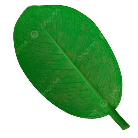 Green Leaf Image Leaf Image Png Transparent Leaf Image Png Green