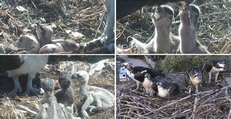 Ospreys 101 Nesting Mating And Chicks