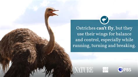 Ostrich Fact Sheet Blog Nature Pbs