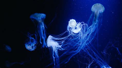 Download Wallpaper 2560x1440 Jellyfish Water Underwater Macro Blue