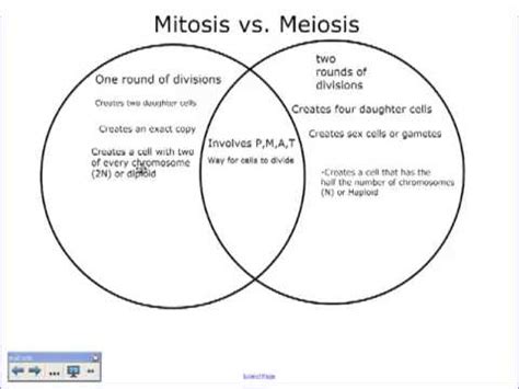 A Comparison Of Mitosis And Meiosis YouTube