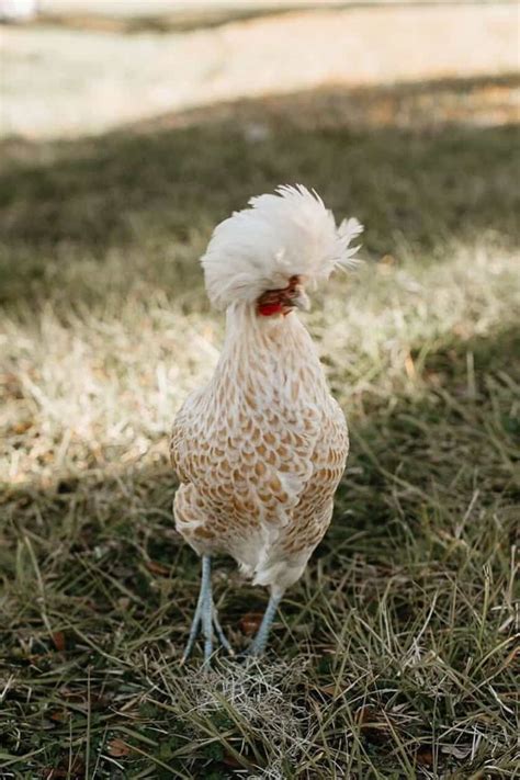 Top 11 Yellow Chicken Breeds With Pictures