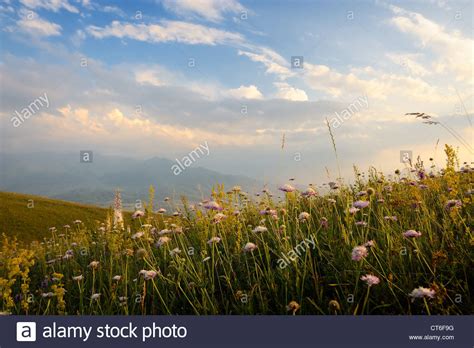 Mountain Pasture Meadow High Resolution Stock Photography And Images