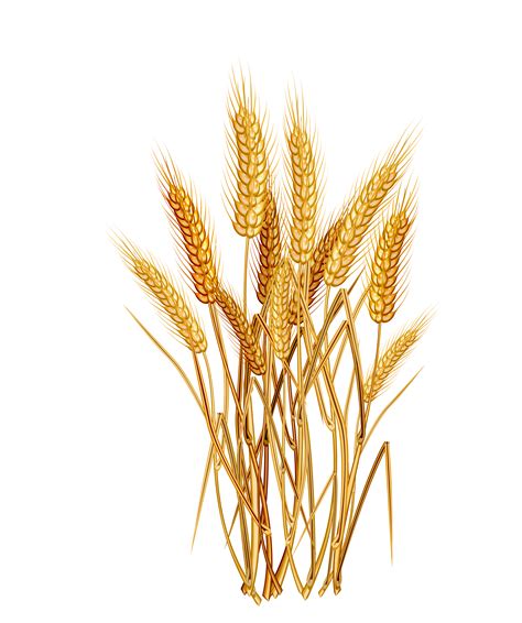 Grain clipart transparent background wheat, Grain transparent png image