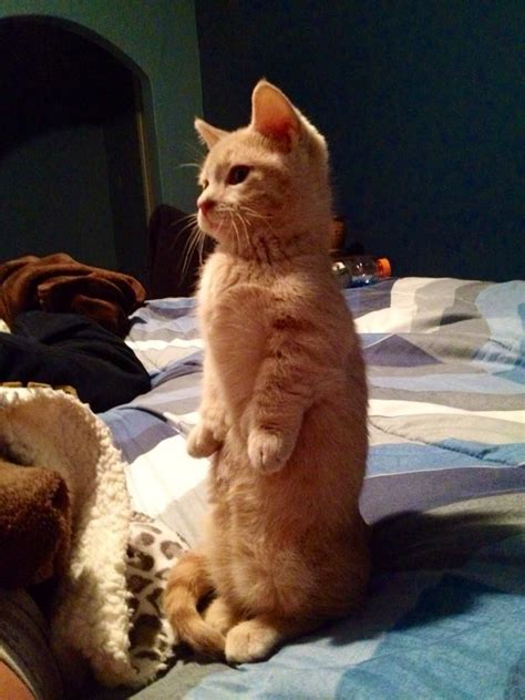 Cute Cat That Likes To Stand Up Cute Cats Pinterest