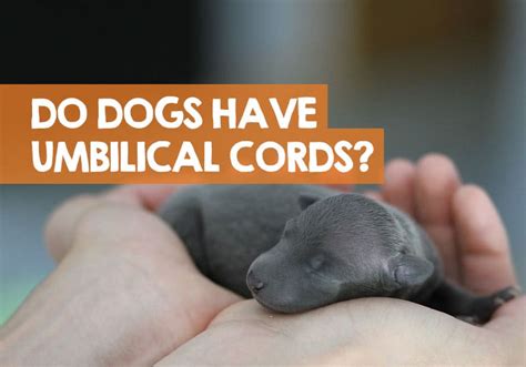 How Do Dogs Cut Umbilical Cords