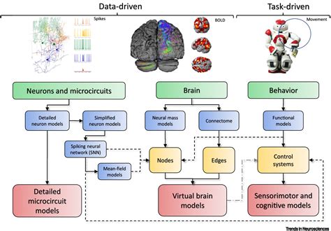 The Quest For Multiscale Brain Modeling Trends In Neurosciences