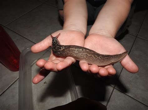 Giant Slug Found In Harrow No Risk Says Ministry Of Agriculture Cbc