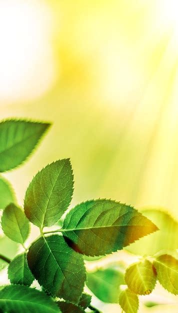 Fondos De Naturaleza De Hojas Verdes Y Concepto De Primavera Foto Premium