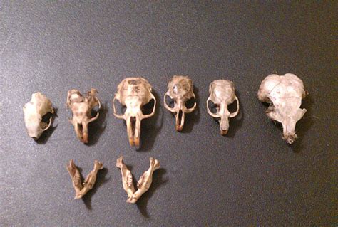 Quod Absurdem Est My Collection Of Skulls I Found In Owl Pellets