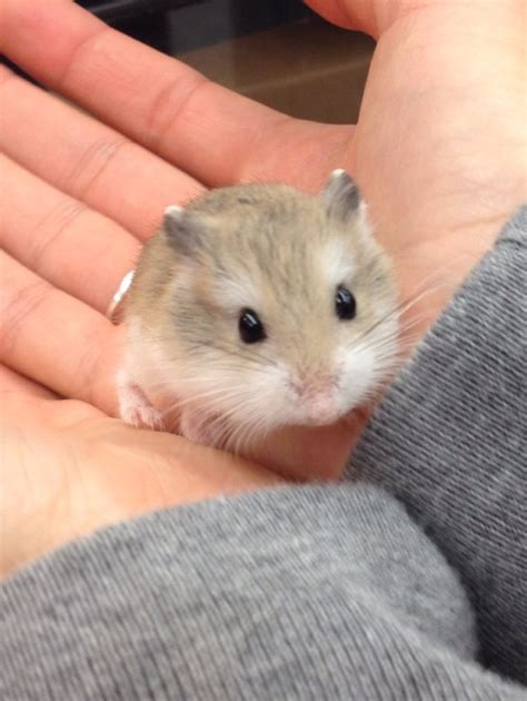 Cute Baby Dwarf Hamster