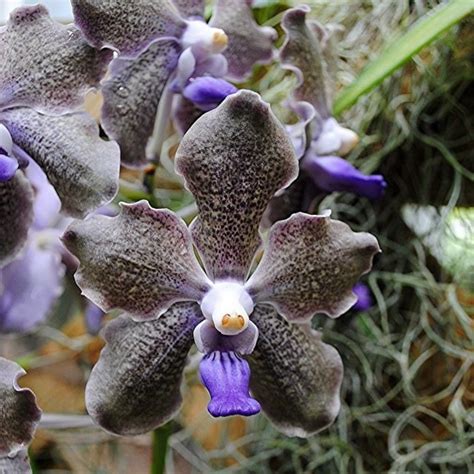 La Orquídea Y Sus Asombrosas Formas Plantas Vanda Orchids Unusual