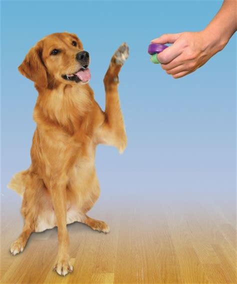 Clicker Training 101 How It Really Works