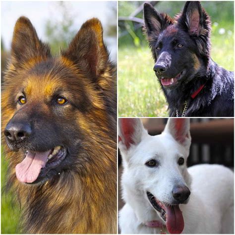 Different Types German Shepherd Breeds Petsidi