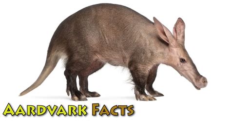 pictures of aardvarks aardvark busch gardens tampa nawpic