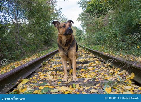 Dog On The Railroad Autumnthe Shepherd Dog Is Standing On The Railroad