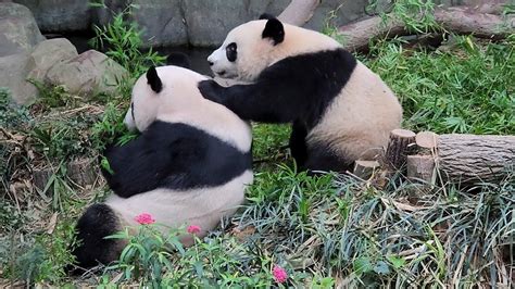 20230128 Giant Panda Le Le 叻叻 And Jia Jia 嘉嘉 River Wonders Singapore