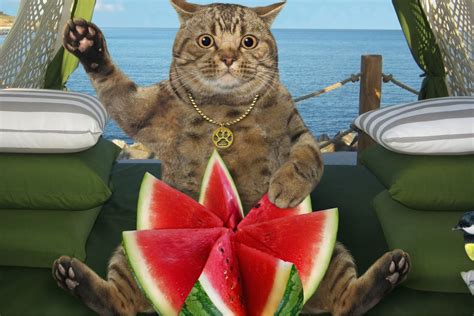 Can Cats Eat Watermelon That Cuddly Cat