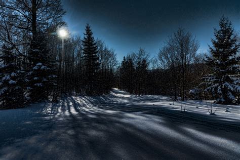무료 이미지 경치 나무 자연 감기 밤 햇빛 아침 서리 얼음 날씨 눈이 내리는 어둠 시즌 냉랭한 겨울