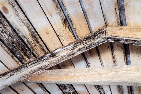 How do i get mold out of carpet? How to Sell Your House With Mold Problems - What You Need ...