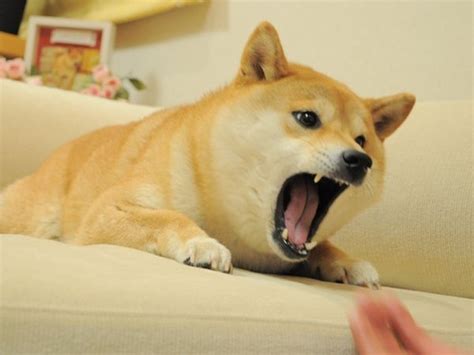 Doge Meme Much Wow Dog Funny Shiba Inu Meme