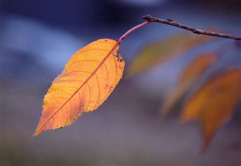 Yellow Leaf On Branch Autumn Closeup Free Image Download