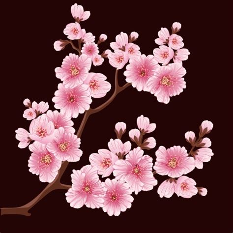 Premium Vector Cherry Blossoms Background Design