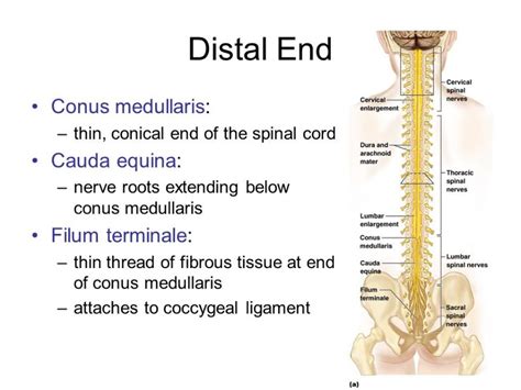 Neurons The Spinal Cord And Spinal Nerves Flashcards Easy Notecards
