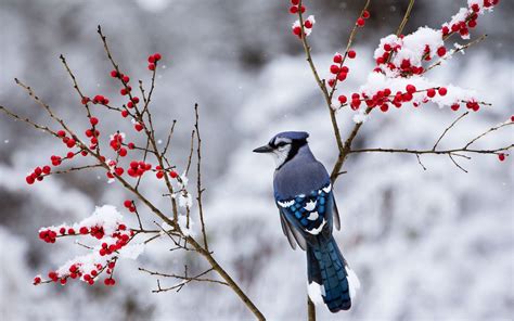 Winter Bird Wallpapers Top Free Winter Bird Backgrounds Wallpaperaccess