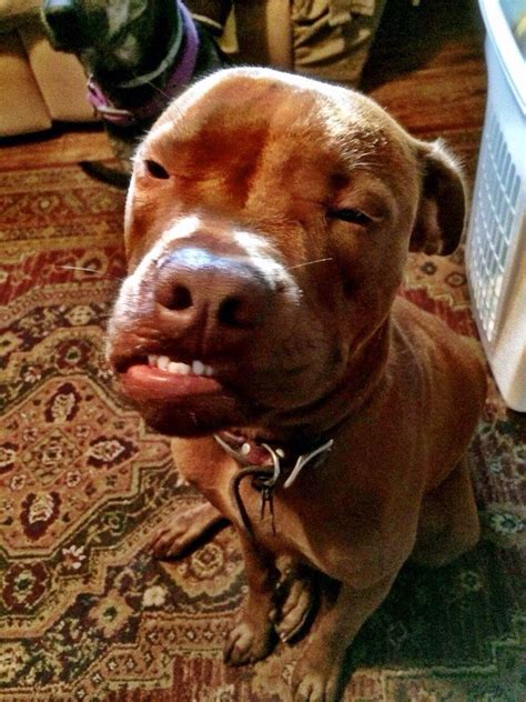 My Friend Has The Meanest Looking Pitbull Ever Funny