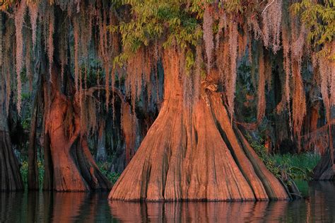 #1 swamp tours which are locally owned and managed. Louisiana Bald Cypress Tree Photograph by Bill Swindaman
