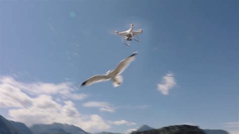 Massive Seagull Attacks Drone Rr Vlog Part 4 Youtube
