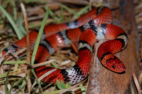 Scarlet Snake This Is A Scarlet Snake Cemophora Coccinea Flickr
