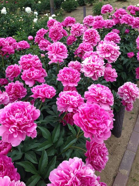Flower breeding in animal crossing means producing offspring or cloning. Pink carnations . | Different types of flowers, Beautiful ...