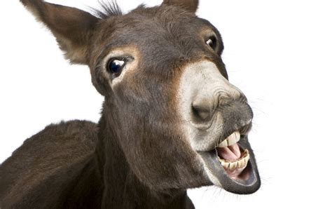 9 Do Donkeys Really Laugh Lionelnofil