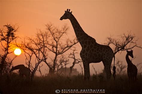 Giraffe Giraffa Camelopardalis Is An African Even Toed Ungulate