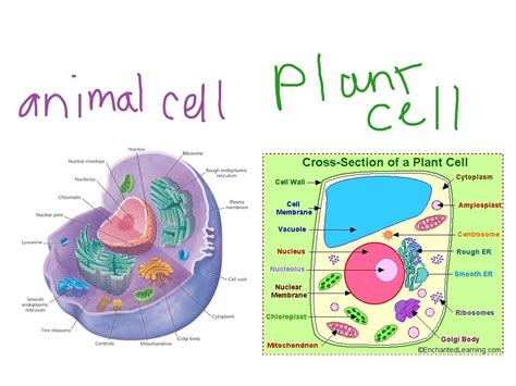 ShowMe - Biology animal and plant cell | Animal and plant ...