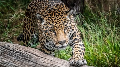 Download Wallpaper 1366x768 Jaguar Wild Cat Predator Wild Tablet