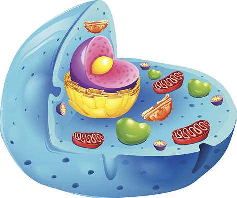 Best Animal Cell Illustrations Royalty Free Vector Graphics And Clip Art