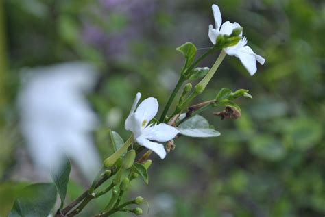 Bei uns ist für jeden geschmack das richtige dabei! Thai Jasmine... | Garden, Plants