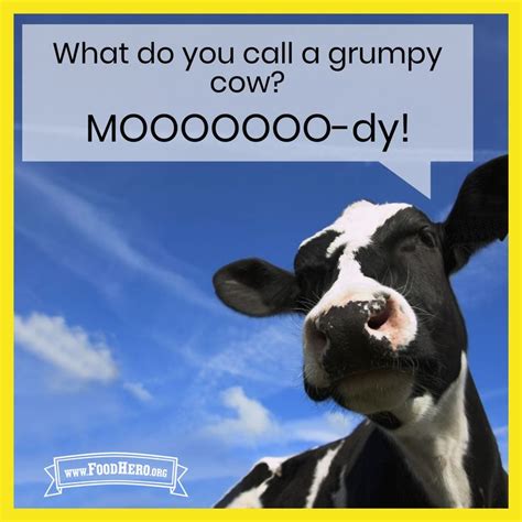 What Do You Call A Grumpy Cow Mooooooo Dy Jokes Baby Cows Grumpy