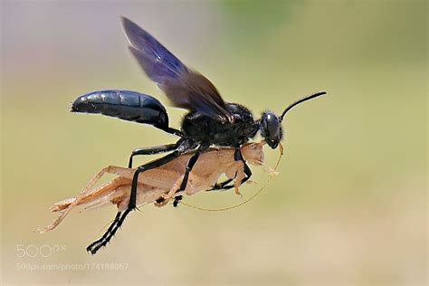 Wasp Delivery By Baloxp Go4fotos Wasp Bugs And Insects Marine Mammals