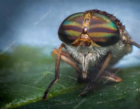 Macro Horse Fly Stock Photo By ©ezumeimages 118275948