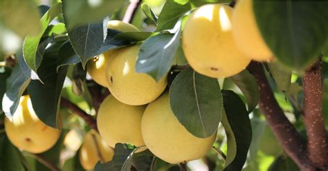 Fruit Gardening Guide Popsugar Food