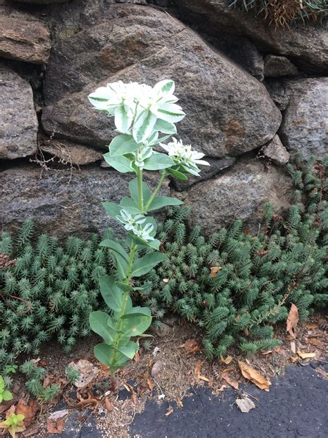 Euphorbia Marginata Snow On The Mountain Succulents Euphorbia Plants