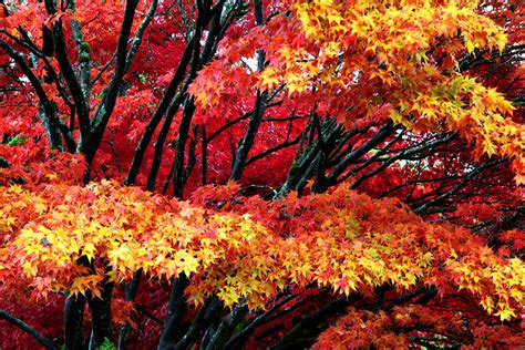 Autumn Trees British Columbia