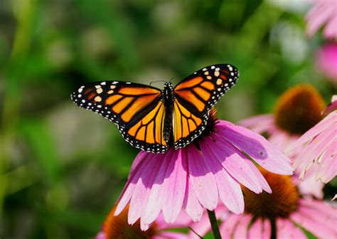 Julie Abelsen Monarch Butterfly Flower Preference 900 Butterfly
