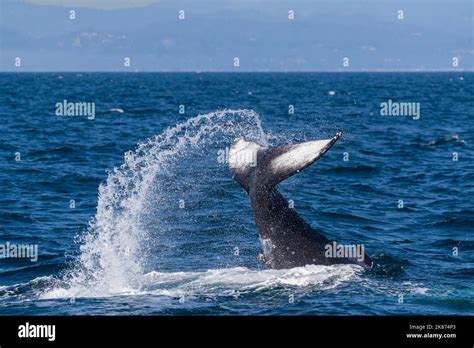 Adult Humpback Whale Megaptera Novaeangliae Tail Throw In Monterey