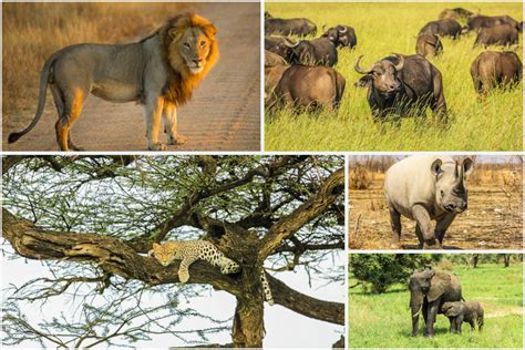 The Big Five Lost And Found