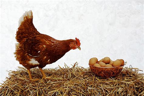 Best Egg Layers For Your Backyard Poultry Flock Hello Homestead